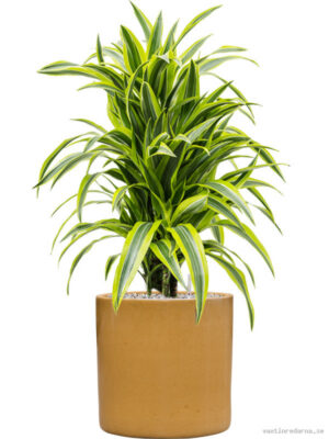 Dracaena fragrans 'Lemon Lime' in Cylinder - Vaxtinredarna.se