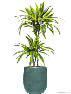 Dracaena fragrans 'Lemon Lime' in Plain Striped - Vaxtinredarna.se