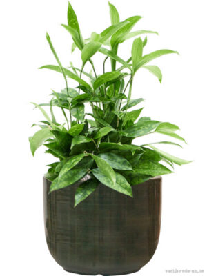 Dracaena surculosa in Plain Striped - Vaxtinredarna.se