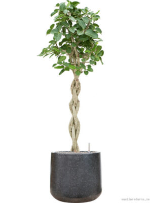 Ficus benghalensis 'Audrey' in Baq Terrazzo - Vaxtinredarna.se