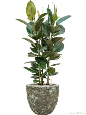 Ficus elastica 'Robusta' in Baq Lava - Vaxtinredarna.se