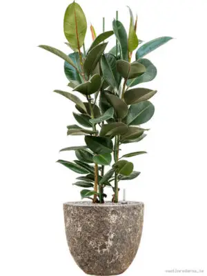 Ficus elastica 'Robusta' in Baq Lava - Vaxtinredarna.se