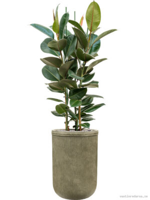 Ficus elastica 'Robusta' in Baq Vertical Rib