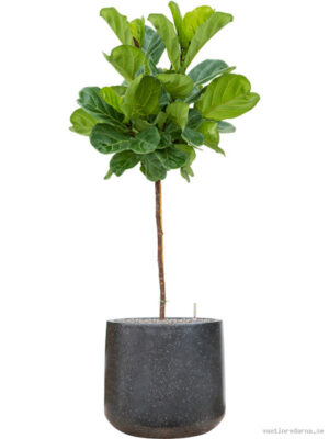 Ficus lyrata in Baq Terrazzo - Vaxtinredarna.se
