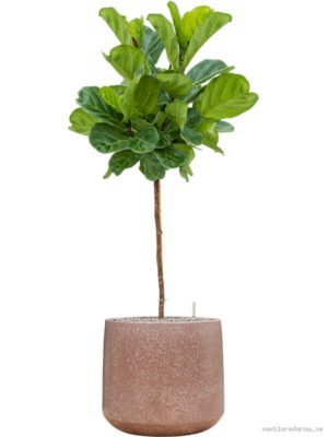 Ficus lyrata in Baq Terrazzo