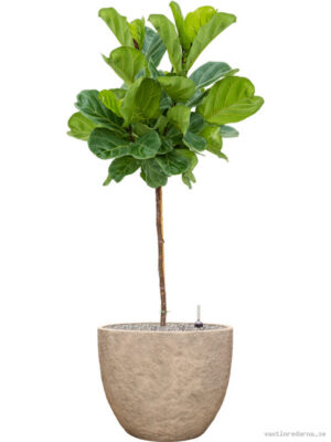Ficus lyrata in Coast Mountains