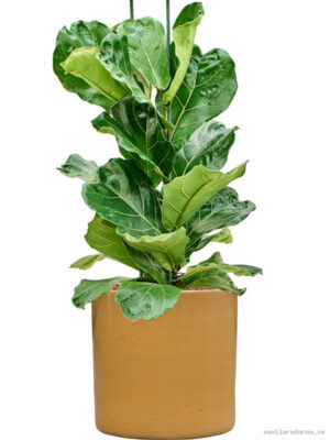 Ficus lyrata in Cylinder - Vaxtinredarna.se