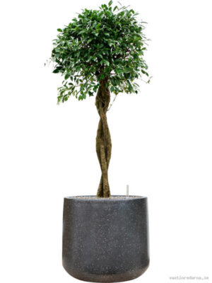 Ficus microcarpa u2018Nitidau2019 in Baq Terrazzo - Vaxtinredarna.se