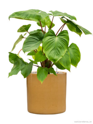 Homalomena rubescens 'Maggy' in Cylinder
