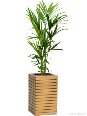 Kentia (Howea) forsteriana in Lechuza Palo Natural Wood 35