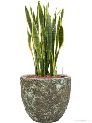 Sansevieria trifasciata 'Laurentii' in Baq Lava