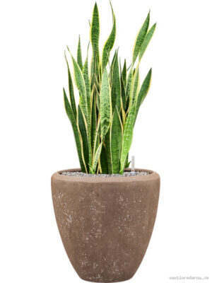 Sansevieria trifasciata 'Laurentii' in Baq Polystone Plain - Vaxtinredarna.se