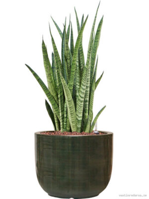 Sansevieria zeylanica 'Narrow' in Plain Striped - Vaxtinredarna.se