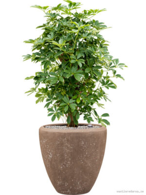Schefflera arboricola 'Compacta' in Baq Polystone Plain - Vaxtinredarna.se