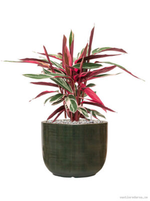 Stromanthe Sanguinea 'Triostar' in Plain Striped - Vaxtinredarna.se