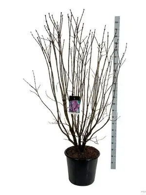 Syringa vulgaris 'Charles Joly' - Vaxtinredarna.se