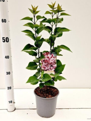 Syringa vulgaris 'Katherine Havemeyer'