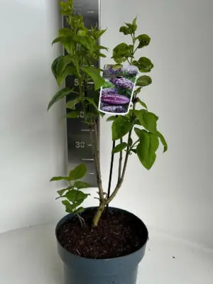 Syringa vulgaris 'Katherine Havemeyer' - Vaxtinredarna.se
