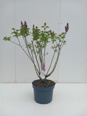 Syringa vulgaris 'Michel Buchner'