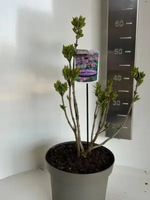 Syringa vulgaris 'Michel Buchner' - Vaxtinredarna.se