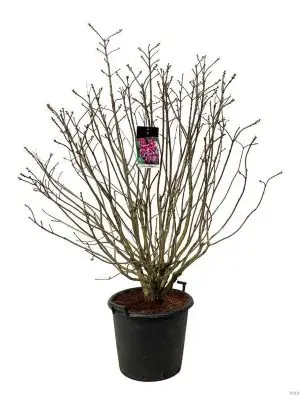 Syringa vulgaris 'Michel Buchner'