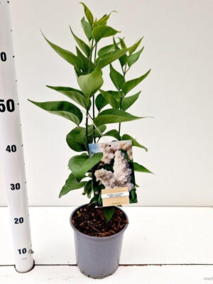 Syringa vulgaris 'Mme Lemoine'