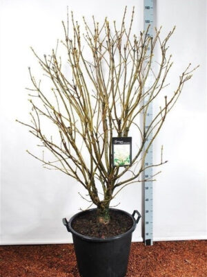 Syringa vulgaris 'Mme Lemoine'