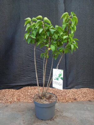 Syringa vulgaris 'Mme Lemoine'