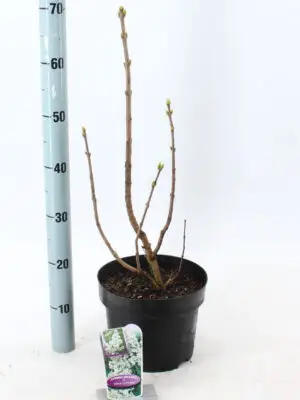 Syringa vulgaris 'Mme Lemoine' - Vaxtinredarna.se