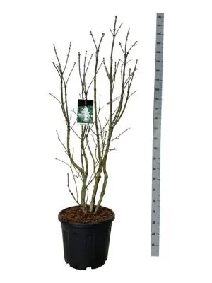 Syringa vulgaris 'Mme Lemoine'