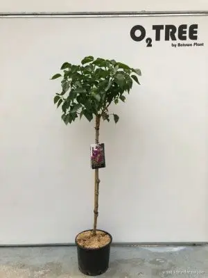 Syringa vulgaris 'Mme Lemoine' - Vaxtinredarna.se