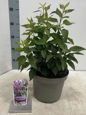 Syringa vulgaris 'Prince Wolkonsky' - Vaxtinredarna.se