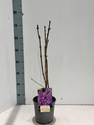 Syringa vulgaris 'Ruhm von Horstenstein' - Vaxtinredarna.se