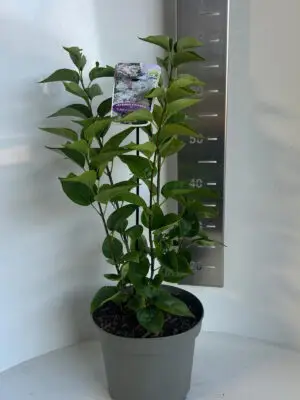 Syringa vulgaris 'Schöne von Moscow' - Vaxtinredarna.se