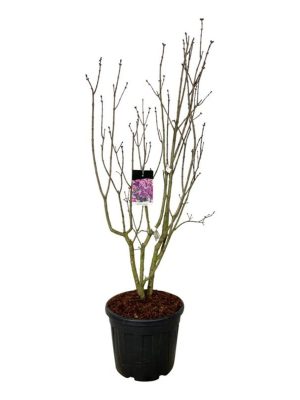 Syringa vulgaris 'Sensation' - Vaxtinredarna.se