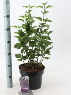 Syringa vulgaris 'Sensation' - Vaxtinredarna.se