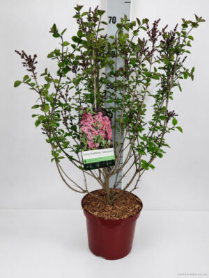Syringa vulgaris 'Tinkerbelle'
