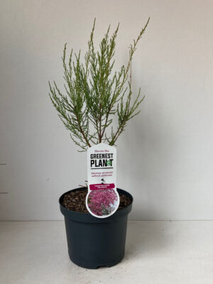 Tamarix ramosissima 'Pink Cascade'