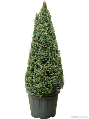 Taxus baccata