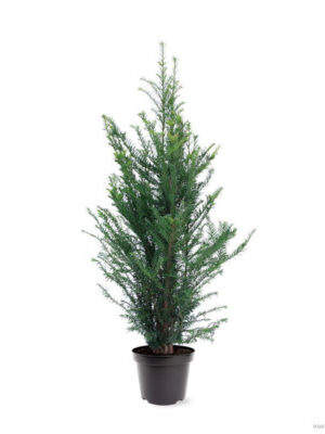 Taxus baccata