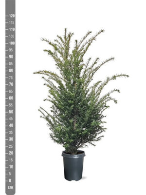 Taxus baccata - Vaxtinredarna.se