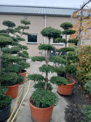 Taxus baccata - Vaxtinredarna.se