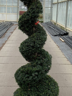 Taxus baccata - Vaxtinredarna.se