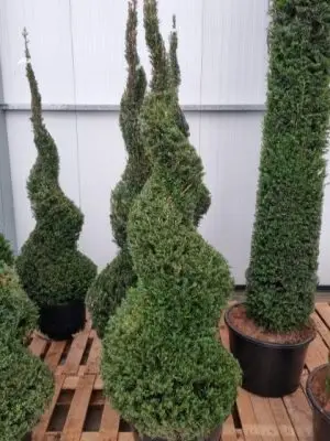Taxus baccata