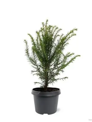 Taxus baccata - Vaxtinredarna.se