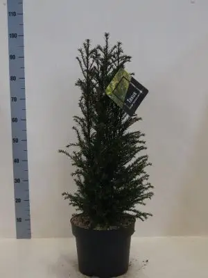 Taxus baccata