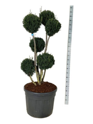 Taxus media 'Brownii' - Vaxtinredarna.se