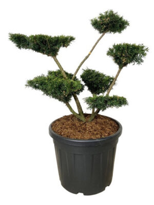 Taxus media 'Farmen'