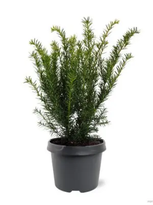 Taxus media 'Farmen' - Vaxtinredarna.se