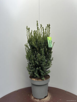 Taxus media 'Hillii'